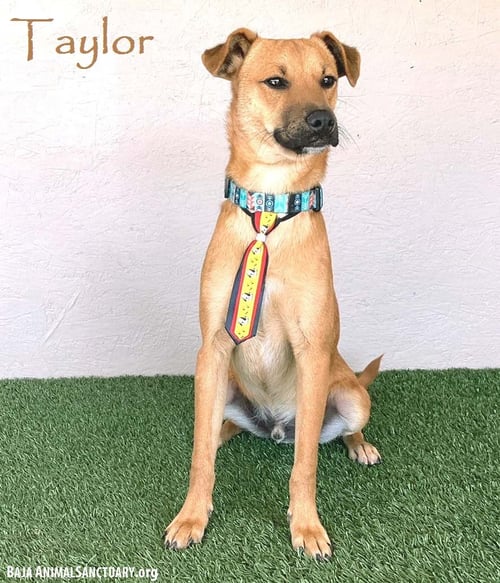 TAYLOR - Chinook available for adoption