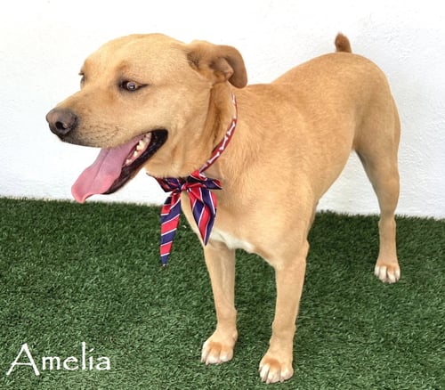 AMELIA