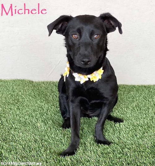 MICHELE - Black Labrador Retriever available for adoption