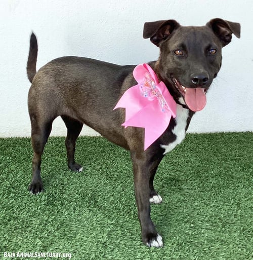 ERIN - Labrador Retriever / Shepherd available for adoption
