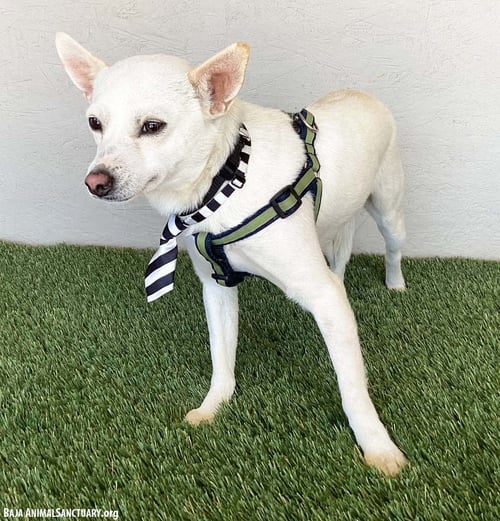 BUTCH - Chihuahua available for adoption