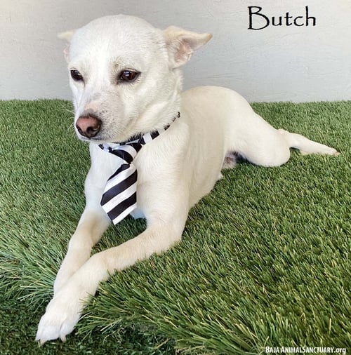 BUTCH - Chihuahua available for adoption