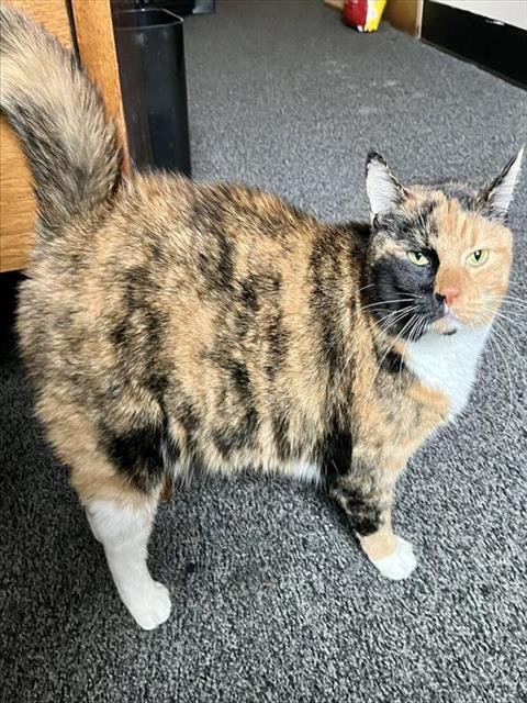 EV - Domestic Short Hair available for adoption