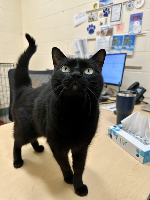AURA - Domestic Short Hair for adoption in Boston