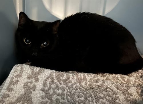 CUTTLEFISH - Domestic Short Hair available for adoption