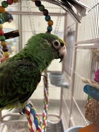 TIKI - Photo 1