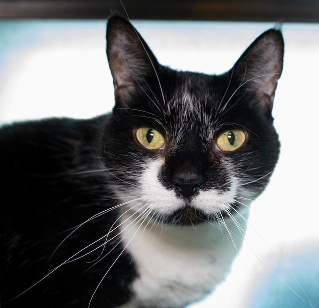 MINNIE - Domestic Short Hair available for adoption