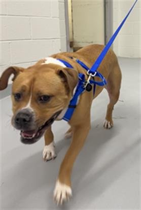 LOKI - American Staffordshire Terrier available for adoption