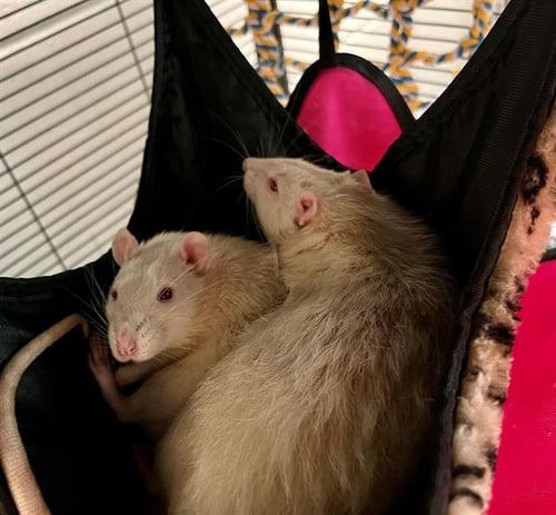CHEDDAR - Rat available for adoption