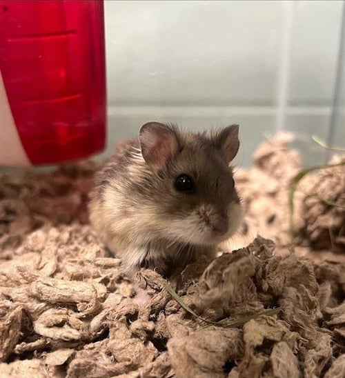 CHINA - Hamster available for adoption