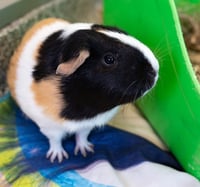 BOBBI - Photo 1