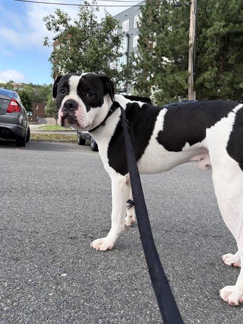 ROONEY - Pit Bull Terrier available for adoption