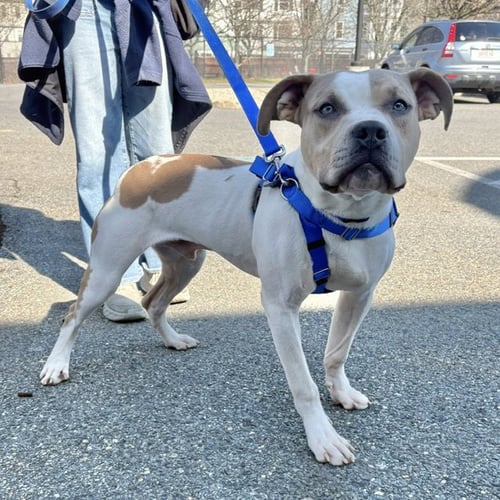 DIEGO - Pit Bull Terrier available for adoption