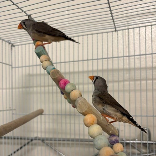 APHRODITE - Finch available for adoption