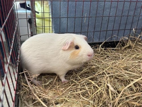 MACBETH - Guinea Pig available for adoption