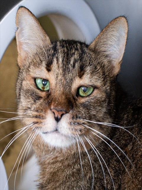 EMMY - Domestic Short Hair available for adoption