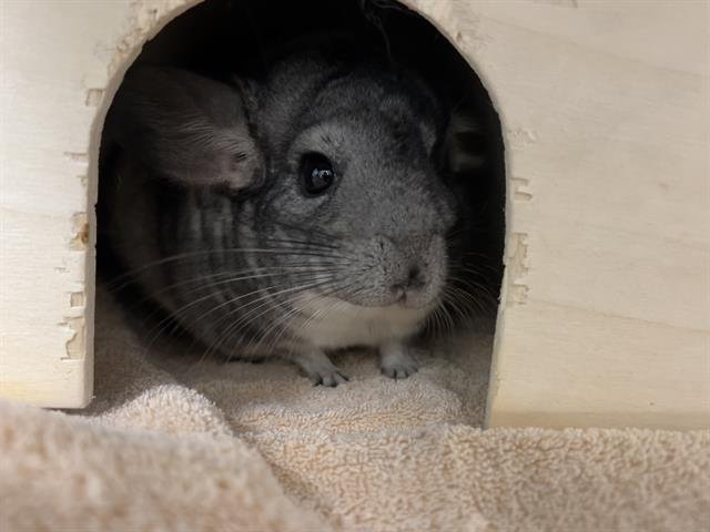 JULIE Image