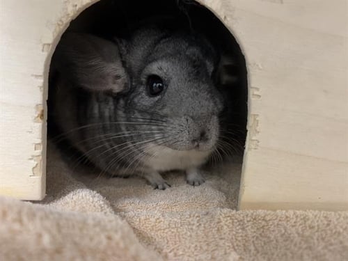 JULIE - Chinchilla available for adoption