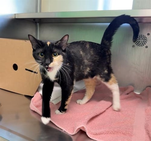 WYOMING - Domestic Short Hair available for adoption