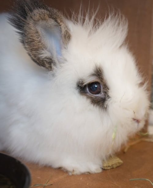 B-4 - Lionhead available for adoption
