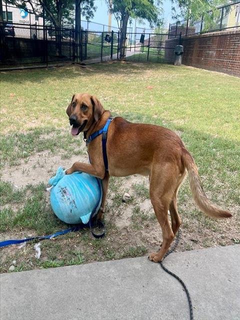 HANK - Redbone Coonhound available for adoption