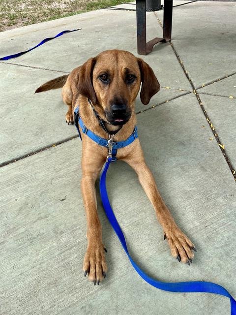 HANK - Redbone Coonhound available for adoption