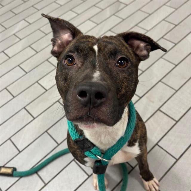 TRUE - American Pit Bull Terrier available for adoption