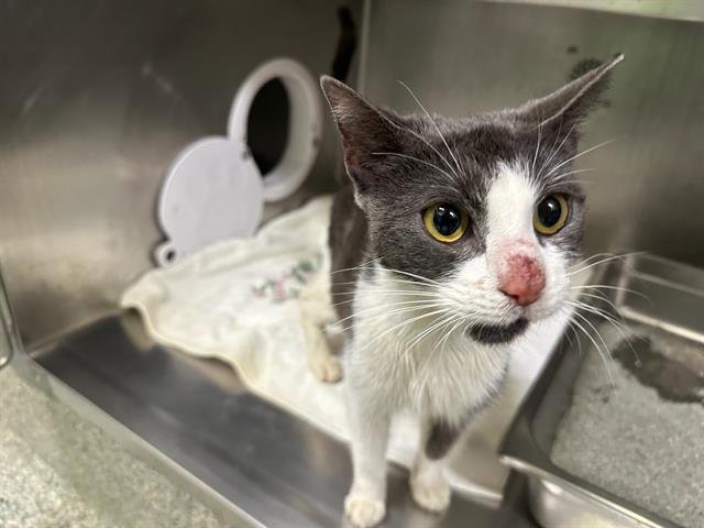 BLIZZARD - Domestic Short Hair available for adoption