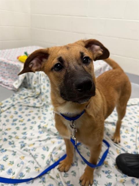 MOLASSES - German Shepherd Dog / Labrador Retriever available for adoption