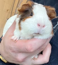 TOFFEE - Photo 1