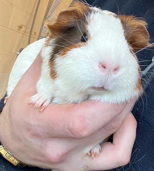 TOFFEE - Guinea Pig available for adoption