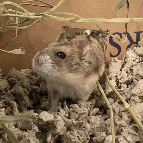 EGYPT - Hamster available for adoption