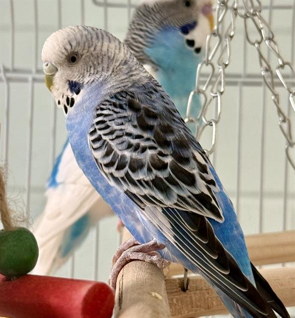 BLUEY Image