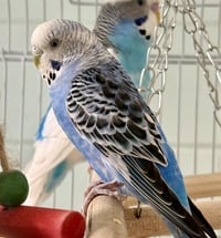 BLUEY - Photo 1