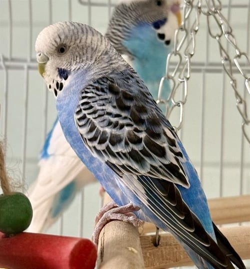 BLUEY - Parakeet - Other available for adoption