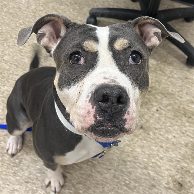 NALA - American Bulldog available for adoption