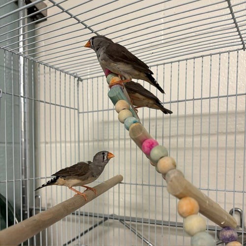 ATHENA - Finch available for adoption