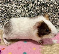 APRICOT - Photo 1