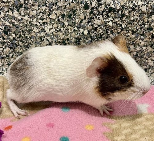 APRICOT - Guinea Pig available for adoption