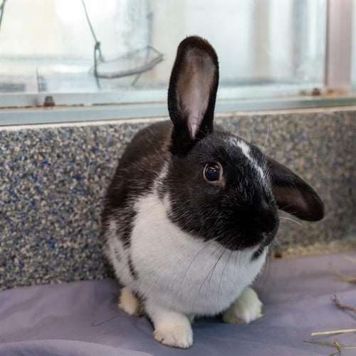 AMY - Havana available for adoption