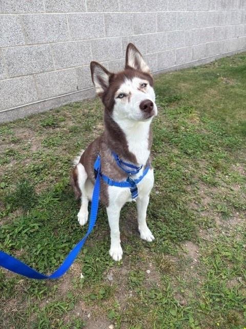 AKILA - Siberian Husky available for adoption