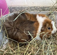 SAFFRON - Photo 1