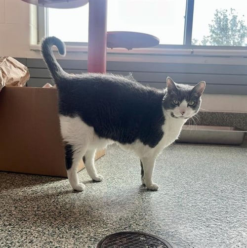CHEWY - Domestic Medium Hair for adoption in Boston
