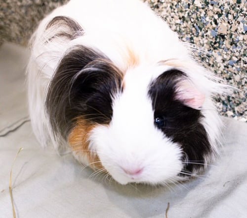 CUDDLES - Guinea Pig available for adoption