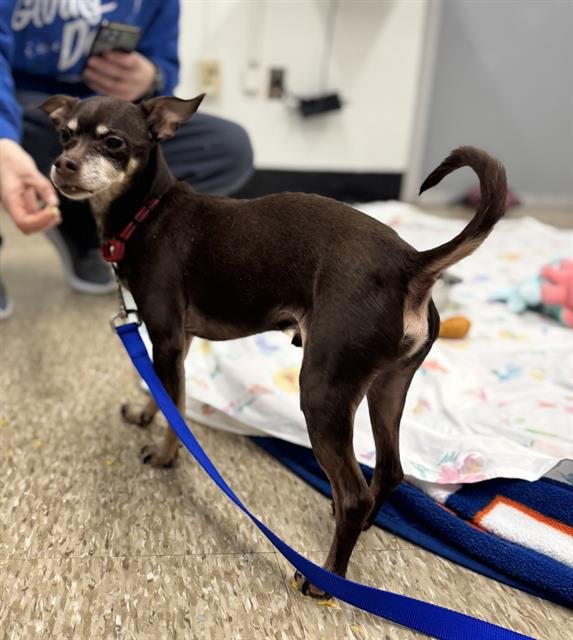 BOOMER - Chihuahua available for adoption