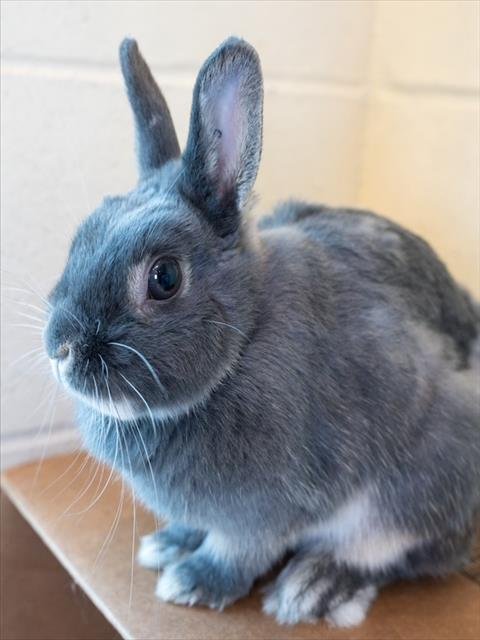 PEACHY - Netherland Dwarf available for adoption