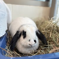 SUNDAE - Photo 1
