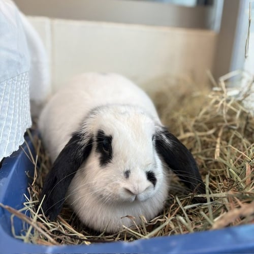 SUNDAE - Holland Lop available for adoption