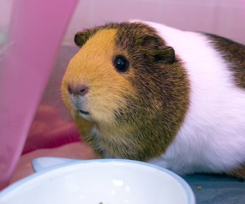 PIGGIE - Guinea Pig available for adoption