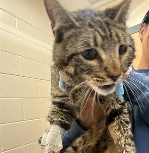 HUGO - Domestic Short Hair available for adoption